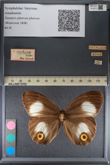 Media type: image;   Entomology 196777